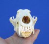 7-1/2 by 3-1/2 inches Coyote Skull - Buy this one for $34.99