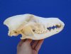 8-1/8 inches <font color=red> Discount Large</font> American Coyote Skull for Sale (Small Hole & Crack on Left Side) - Buy this one for $25.99 