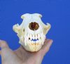 8-1/8 by 4 inches <font color=red> Bargain Priced Large</font> American Coyote Skull for Sale (Slight Damage to Eye Socket Bone) - Buy this one for $29.99