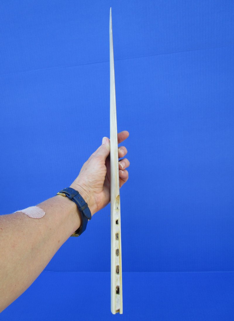 22 inches Polished Swordfish Bill Sword, Dagger for Sale