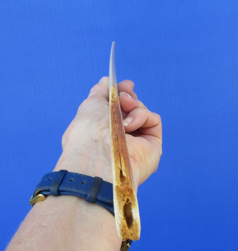 153/4 inches Small Polished Swordfish Bill Dagger, Sword for Sale