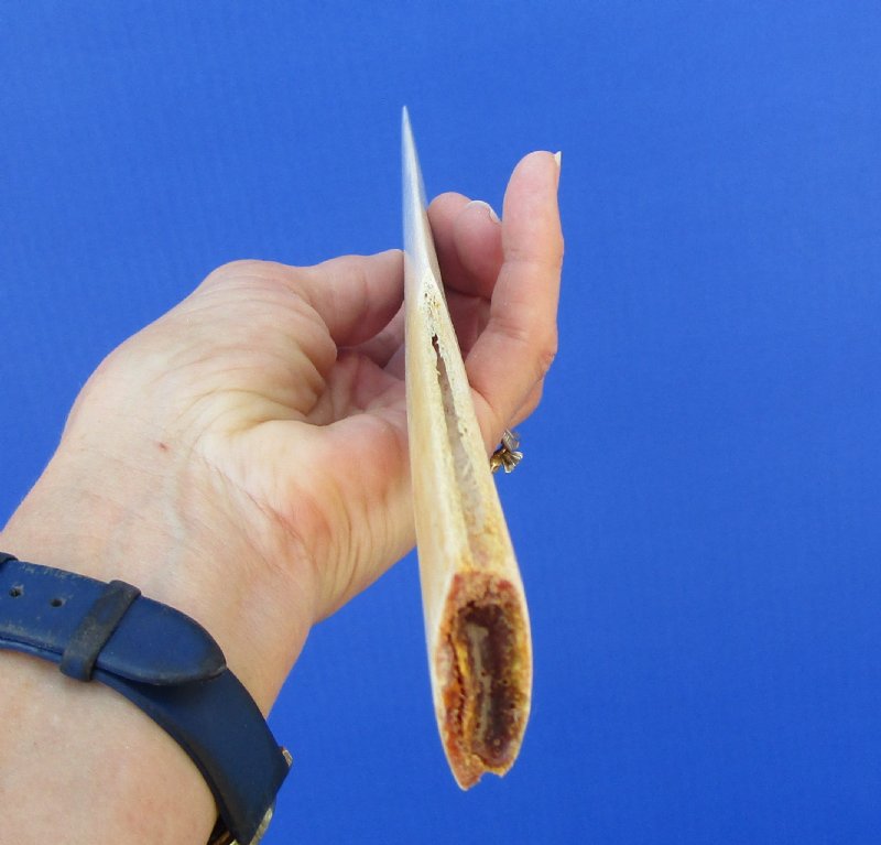 155/8 inches Small Polished Swordfish Bill Sword, Dagger for Sale