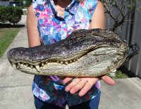 16-1/2 inches Authentic Florida Alligator Head for Sale from 10 foot Florida Gator (Preserved with Formaldehyde- Eyes Closed) - Buy this one for $99.99 