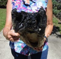 16-1/2 inches Authentic Florida Alligator Head for Sale from 10 foot Florida Gator (Preserved with Formaldehyde- Eyes Closed) - Buy this one for $99.99 