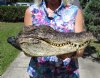 14-1/2 inches Florida Alligator Head with Eyes and Mouth Closed Preserved with Formaldehyde - Buy this one for $59.99