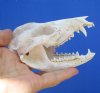 4-1/2 inches  American Opossum Skull for <font color=red> $49.99</font> (Plus $8.50 First Class Mail)