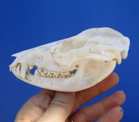 4-1/2 inches  American Opossum Skull for $49.99