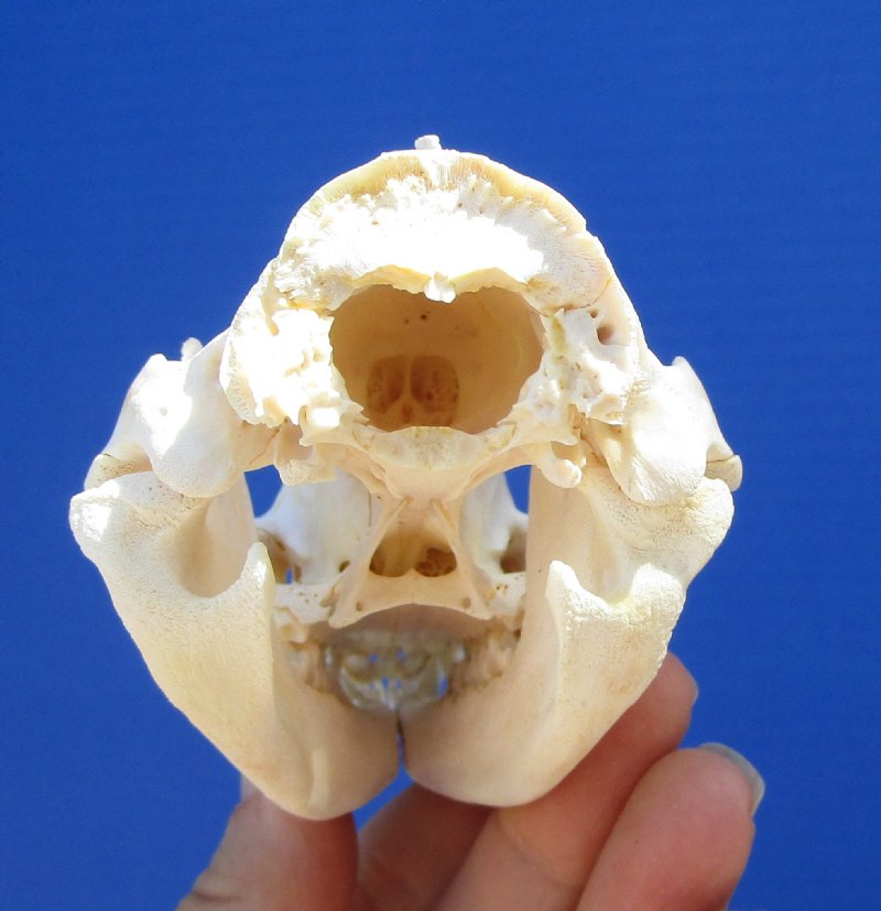 41/2 inches Authentic North American Opossum Skull for Sale