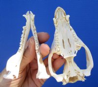 4-1/2 inches  American Opossum Skull for $49.99