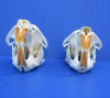 Two Real Muskrat Skulls for Sale, 2-1/2 and 2-1/4 inches - Buy these 2 for <font color=red> $29.99</font> (Plus $8.50 First Class Mail)