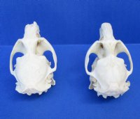 Two Real Muskrat Skulls for Sale, 2-1/2 and 2-1/4 inches for $29.99