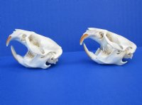 Two Real Muskrat Skulls for Sale, 2-1/2 and 2-1/4 inches for $29.99