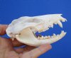 4-1/4 inches Real Possum Skull for Sale - Buy this one for <font color=red> $49.99</font> (Plus $8.50 First Class Mail)