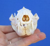 4-1/4 inches Real Possum Skull for Sale for $49.99