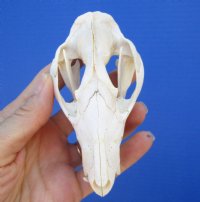 4-1/4 inches Real Possum Skull for Sale for $49.99