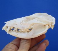 4-1/4 inches Real Possum Skull for Sale for $49.99