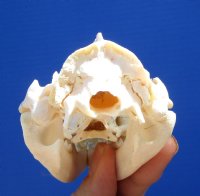 4-1/4 inches Real Possum Skull for Sale for $49.99