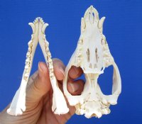 4-1/4 inches Real Possum Skull for Sale for $49.99