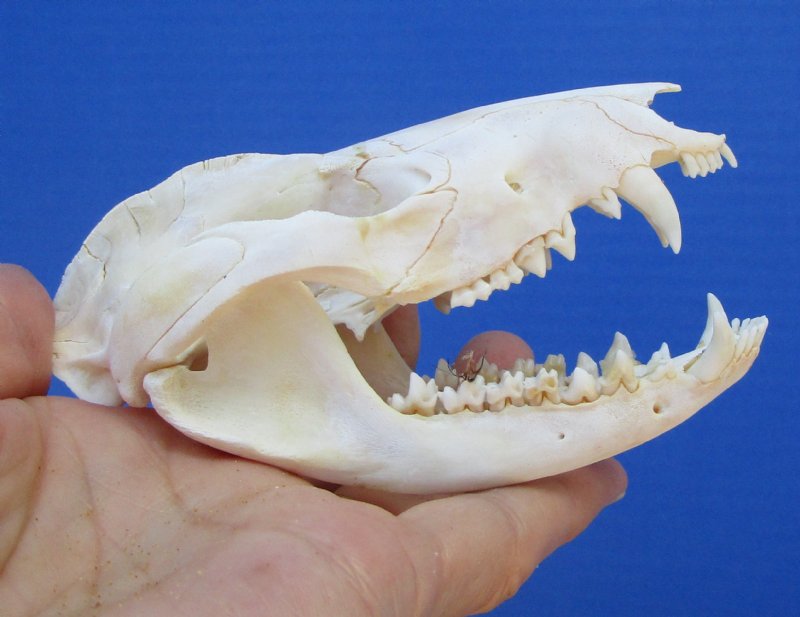 4-1/4 inches Authentic Possum Skull, Opossum Skull for Sale
