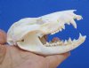 4-1/4 inches Authentic Possum Skull, Opossum Skull for Sale - Buy this one for <font color=red> $49.99</font> (Plus $8.50 First Class Mail)