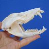 4-3/4 inches Real Possum Skull for Sale - Buy this one for <font color=red> $49.99</font> (Plus $6.50 First Class Mail)