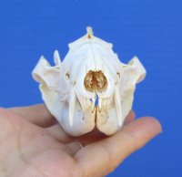 4-3/4 inches Real Possum Skull for Sale for $49.99
