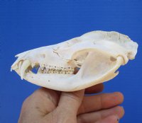 4-3/4 inches Real Possum Skull for Sale for $49.99