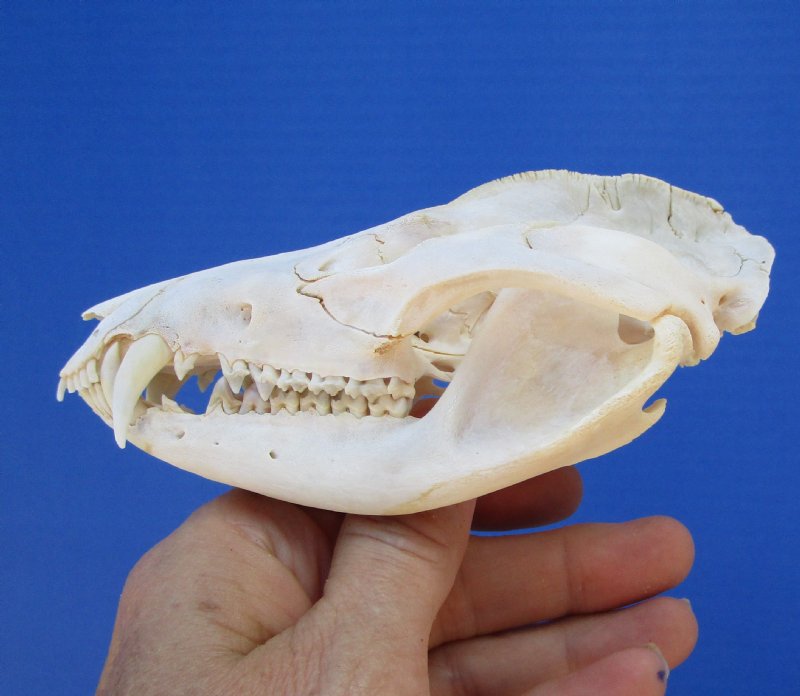 4-3/4 inches Real Possum Skull for Sale