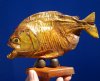6-1/2 inches Taxidermy Piranha Fish on Wooden Base, Sun Dried and Sealed (Has some tiny holes in the skin) - Buy this one for $39.99