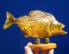 7 inches Taxidermy Sun Dried Piranha Fish on Wooden Base (has some tiny holes in skin) - Buy this one for $39.99
