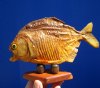 6-3/4 inches Small Real Sun Dried Piranha Fish on Wooden Base (Has several tiny holes in the skin) - Buy this one for $39.99