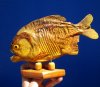 8 inches <font color=red> Discount</font> Sun Dried Piranha Fish on Wood Stand (Has Lots of Small Holes in Skin) - Buy this one for $44.99