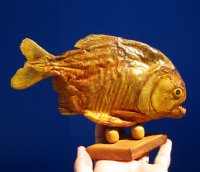 8 inches <font color=red> Discount</font> Sun Dried Piranha Fish on Wood Stand (Has Lots of Small Holes in Skin) - Buy this one for $44.99