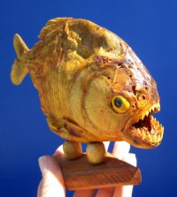8 inches <font color=red> Discount</font> Sun Dried Piranha Fish on Wood Stand (Has Lots of Small Holes in Skin) - Buy this one for $44.99