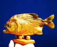 8-1/2 inches Sun Dried Piranha Fish on Wooden Base (With some tiny holes in the skin)- Buy this one for $49.99