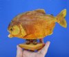 7-7/8 inches Taxidermy Piranha Fish, Sun Dried and Sealed on Wooden Base (Has some tiny holes in the skin) - Buy this one for $49.99