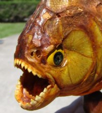 7-7/8 inches Taxidermy Piranha Fish, Sun Dried and Sealed on Wooden Base (Has some tiny holes in the skin) - Buy this one for $49.99