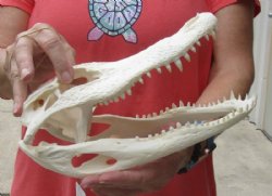 10-1/2 inches Genuine Florida Alligator Skull, Beetle Cleaned 