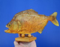9-3/4 inches Authentic Large Sun Dried Taxidermy Piranha Fish on Wood Base (Has a few tiny holes in the skin) - Buy this one for $59.99