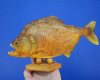 9-3/4 inches Authentic Large Sun Dried Taxidermy Piranha Fish on Wood Base (Has a few tiny holes in the skin) - Buy this one for $59.99