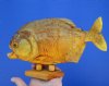 9-3/4 inches Large Dried Piranha Fish on Wooden Base (Has some tiny holes in the skin)- Buy this one for $59.99