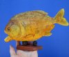 9-3/4 inches Large Taxidermy Piranha Fish for Sale (Has some tiny holes in the skin) - Buy this one for $59.99 