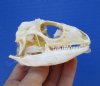 3 inches <font color=red> Bargain Priced</font> Large Real Green Iguana Skull for Sale (missing some teeth; glue residue, visible cartilage) - Buy this one for <font color=red> $69.99</font> (Plus $9.65 First Class Mail)