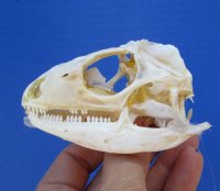 3 inches <font color=red> Bargain Priced</font> Large Real Green Iguana Skull for Sale (missing some teeth; glue residue, visible cartilage) - Buy this one for <font color=red> $39.99</font> (Plus $7.50 First Class Mail)