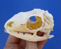 3 inches <font color=red> Bargain Priced</font> Large Real Green Iguana Skull for Sale (missing some teeth; glue residue, visible cartilage) - Buy this one for <font color=red> $39.99</font> (Plus $7.50 First Class Mail)