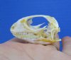 1-3/4 inches <font color=red> Bargain Priced</font> Small Authentic Green Iguana Skull for Sale ( excess glue and golden cartilage on interior) - Buy this one for <font color=red>$54.99</font> (Plus $7.50 First Class Mail)