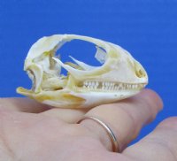 1-3/4 inches <font color=red> Bargain Priced</font> Small Authentic Green Iguana Skull for Sale ( excess glue and golden cartilage on interior) - Buy this one for <font color=red>$54.99</font> (Plus $7.50 First Class Mail)
