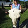 25-3/4 inches <font color=red> Large</font> American Bison Skull, Buffalo Skull for Sale (back of skull has large hole) - Buy this one for $139.99