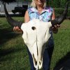 23-1/2 inches wide American Buffalo Skull for Sale, Bison Skull - Buy this one for $139.99
