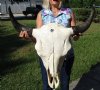 26-1/4 inches wide <font color=red> Extra Large</font> American Bison Skull, Buffalo Skull for Sale (missing chunk of skull in back) - Buy this one for $139.99